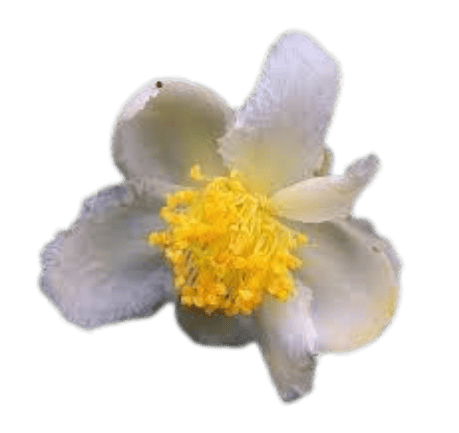 camellia sinensis